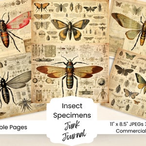 Ephemeras d&#39;insectes vintage : kit de journal indésirable d&#39;entomologie (téléchargement numérique)
