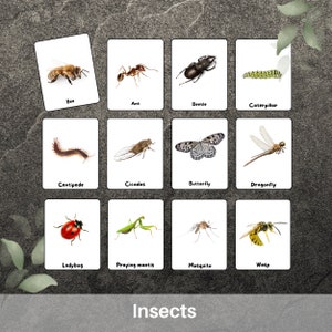 Learning INSECTS  in English -20 real pictures - Montessori Cards. Nomenclature Flashcards. Pdf Printable Jumbo Cards