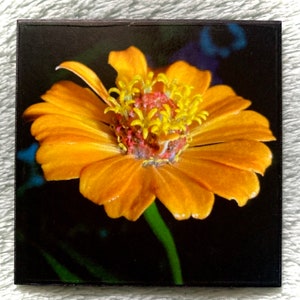 FLOWER MAGNET “Orange Zinnia at Night”