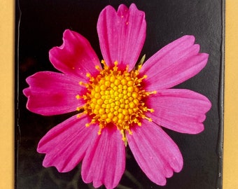 FLOWER MAGNET “Pink Cosmos”
