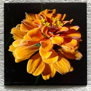 FLOWER MAGNET “Puffy Orange Zinnia”
