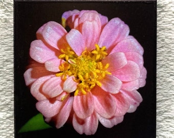 FLOWER MAGNET “Pink Zinia at Night (Birdseye View)”