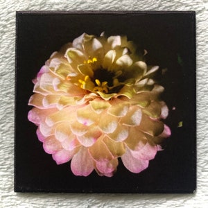 FLOWER MAGNET “Yellow + Lavender + White Puffy Zinnia”