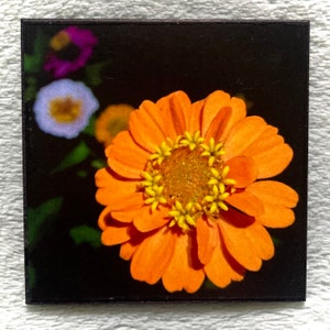 FLOWER MAGNET “Orange Zinnia and Friends”