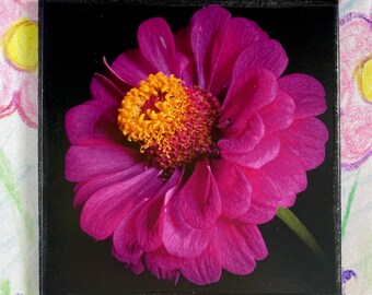 AIMANT FLEUR « Zinnia violet la nuit »