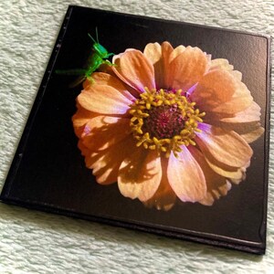 FLOWER MAGNET “Green Cricket Hiding Behind Orange Zinnia”