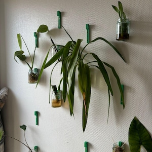 May include: A white wall with multiple green hooks holding glass jars with plants. The plants are in various stages of growth and have green leaves.