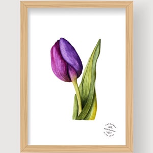 Watercolor reproduction  - Illustration Tulipe  A4 - décoration (unframed) printed on watercolor paper 300gr