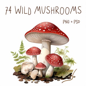 Illustrations enchanteresses de champignons sauvages - 74 PNG et PSD | Utilisation commerciale, téléchargement numérique