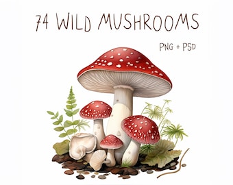 Enchanting Wild Mushroom Illustrations - 74 PNG & PSD | Commercial Use, Digital Download