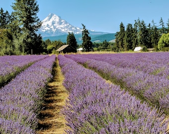 Mt. Hood Oregon Lavender fields stampa fotografica d'arte Hood River Fruit Loop SPEDIZIONE GRATUITA 'Pretty in Purple'