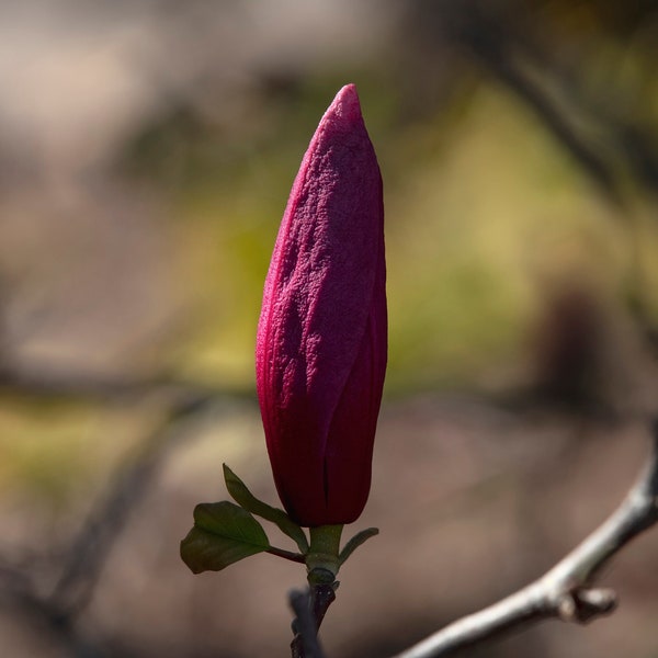 Magnolia Bloom Print| Nature Photography| Floral Image