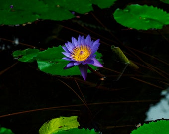 Water Lily Print| Photograph| Wall Art| Nature Photography| Purple