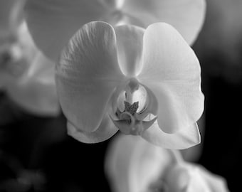 Orchid Photo| Black & White| Black and White Photography| Floral Print