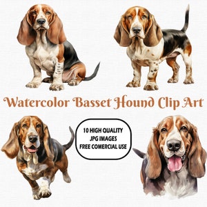 Watercolor Basset Hound Clip Art, 10 High Quality (300 DPI) JPG Images With Solid Background, Instant Digital Download
