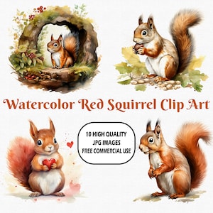 Aquarelle Écureuil roux Clip Art, 10 images JPG de haute qualité (300 DPI) avec fond uni, téléchargement numérique instantané