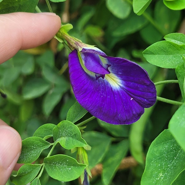 Butterfly pea (30 seeds)