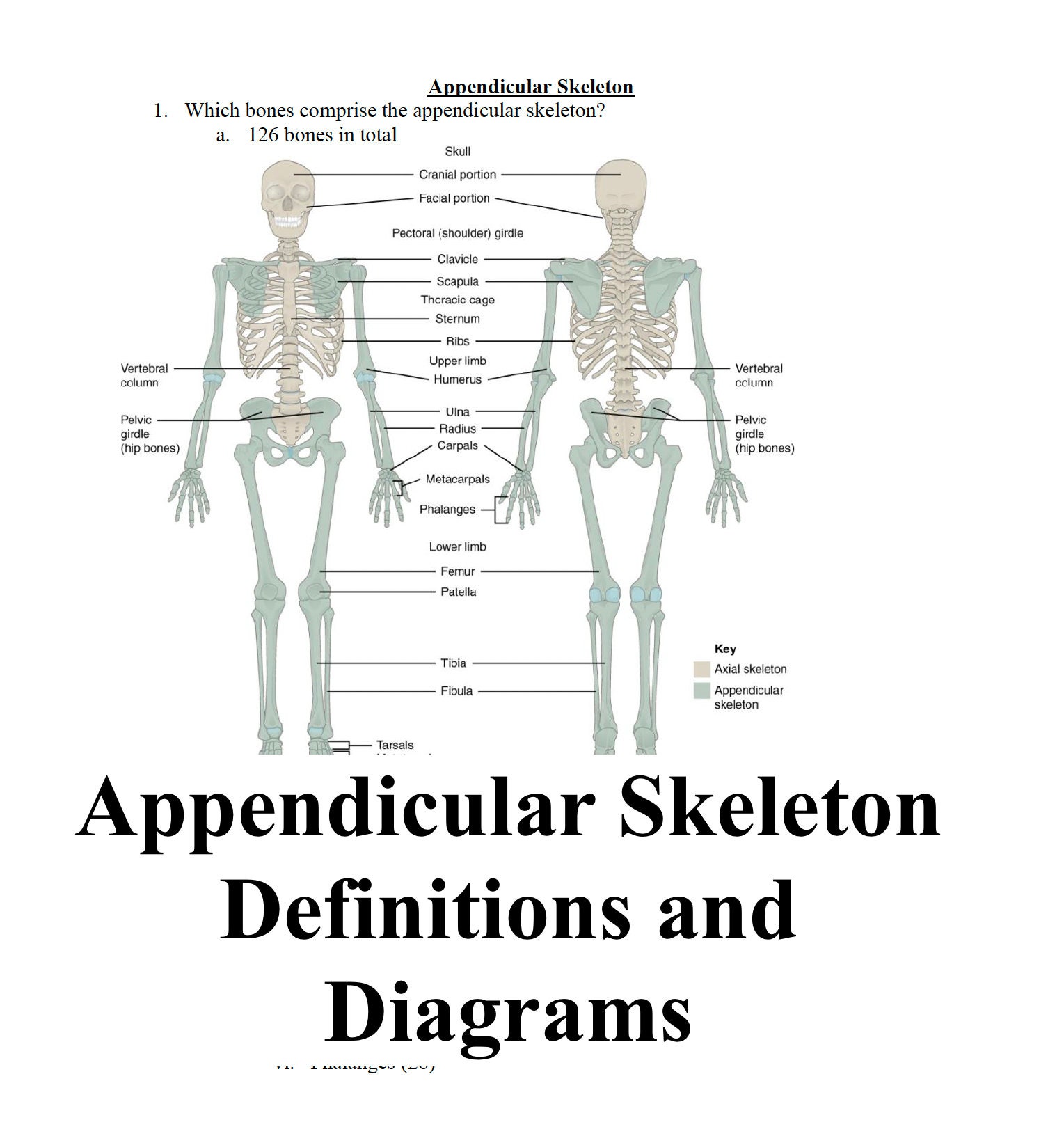 Axial And Appendicular Skeleton System Biology Diagrams