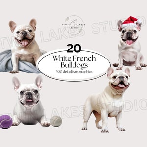 Witte Franse bulldog, aquarel clipart, hond png, puppy aquarel, digitale download, commercieel gebruik