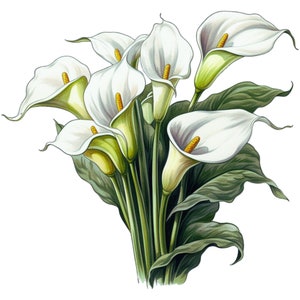 May include: A bouquet of white calla lilies featuring trumpet-shaped spathes with yellow spadices. The flowers are supported by long, smooth green stems and surrounded by large, dark green, wavy-edged leaves, all rendered in a detailed illustration.