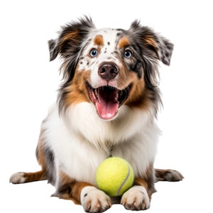 Australian Shepherd Dog And Ball -Fabric Panel Square ~ 4,5,6, 8, 10, 12, 14, inch fabric panel for sewing projects