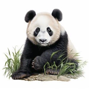 May include: A black and white panda bear sitting in a patch of green grass. The panda has black fur around its eyes and a black nose.