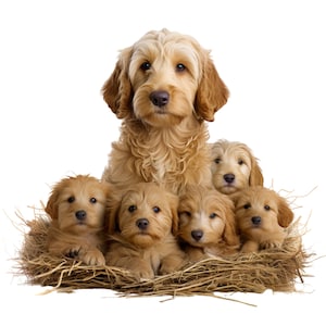 May include: A golden doodle mother dog with five golden doodle puppies in a nest of hay. The mother dog is sitting up and looking at the camera. The puppies are all lying down and looking at the camera.