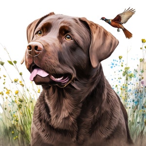 May include: A brown Labrador Retriever dog with a black nose and brown eyes. The dog is looking to the right of the image. The dog is in front of a white background with a blurred image of green grass and flowers.