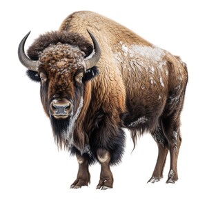 May include: A large American bison with thick, shaggy brown fur and curved black horns. The animal features a prominent hump on its back and a dense mane around its head and neck, with patches of white snow dusting its coat and facial fur.