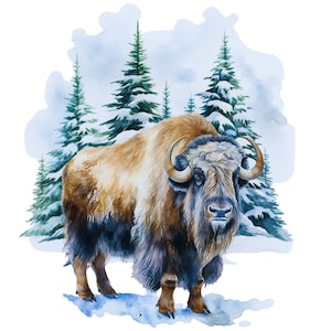 May include: A watercolor illustration of a brown bison standing in snow. The bison has thick fur, curved horns, and a dark mane. Behind the animal are several green pine trees covered in white snow, set against a light blue wash background.