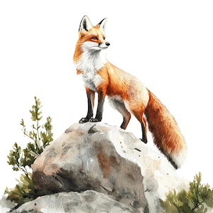 May include: Watercolor illustration of a fox standing on a rock. The fox has orange fur with white accents on its chest and face. The rock is gray and brown, with small green plants around it. The background is white.