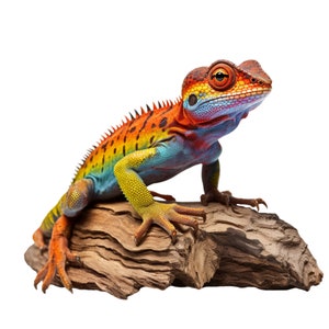 May include: A colorful lizard figurine with a vibrant array of colors, including orange, yellow, blue, and red. The reptile is perched on a piece of driftwood, showcasing its detailed scales and textured skin. The figurine is set against a white background.