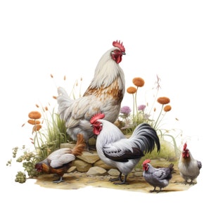 May include: A group of four chickens in a grassy field. The chickens are white, gray, and brown with red combs. The chickens are standing on a path with rocks and green plants.