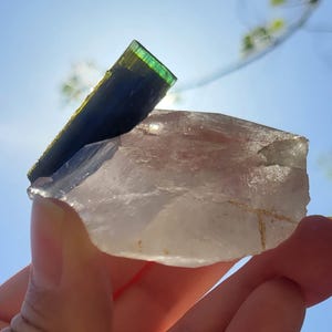 May include: A hand holds a clear quartz crystal with a dark green and blue tourmaline crystal. The tourmaline has a vibrant green top and transitions to a deep blue. The quartz is translucent, with a natural, rough texture.