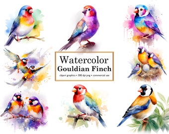 Gouldian Finch Watercolor Clipart: Colorful Birds, Reds Birds, Greens Birds, Yellows Birds, Watercolor Feathers, Digital PNG Files for Art