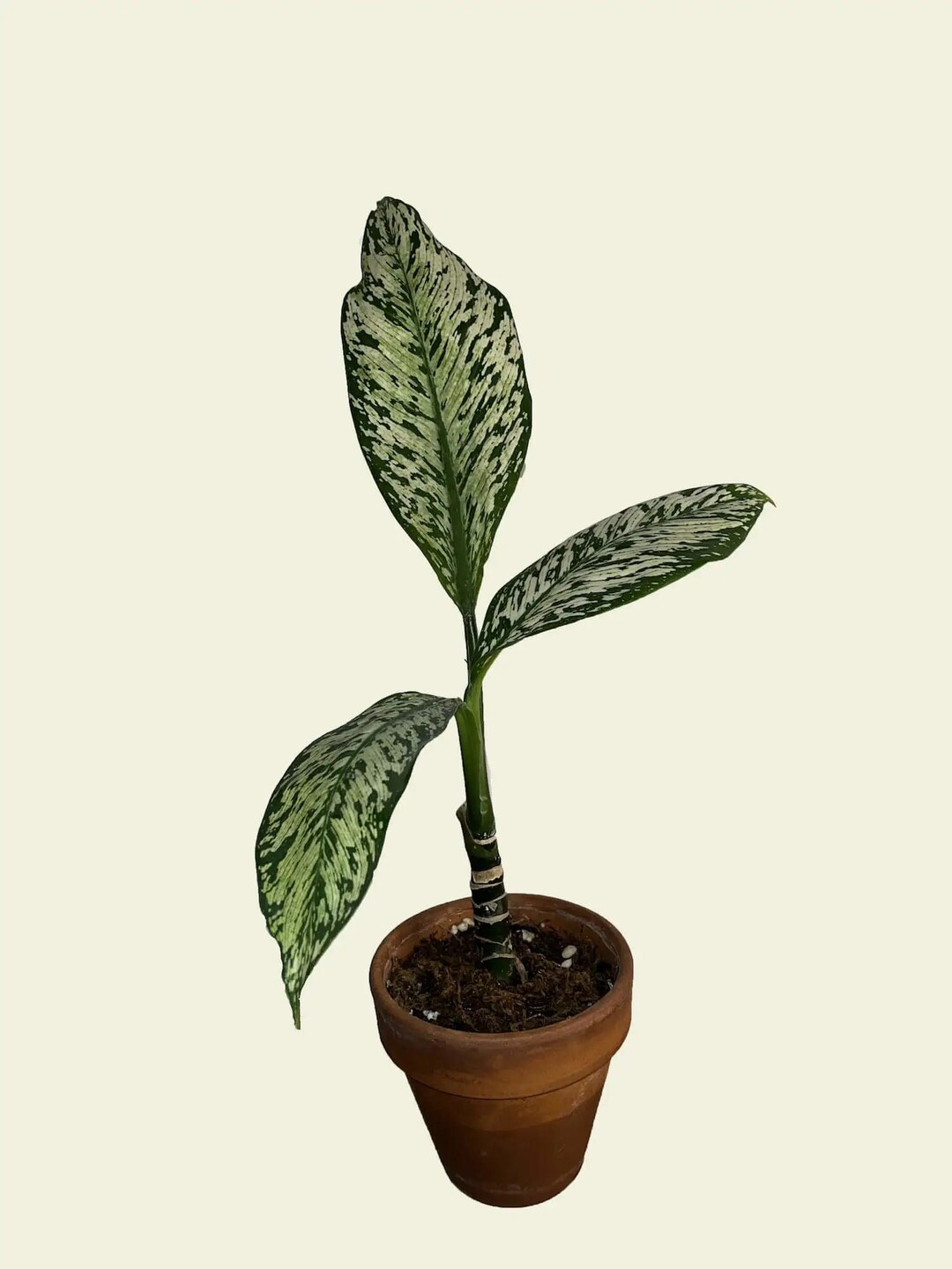 Dieffenbachia White Etna - Etsy