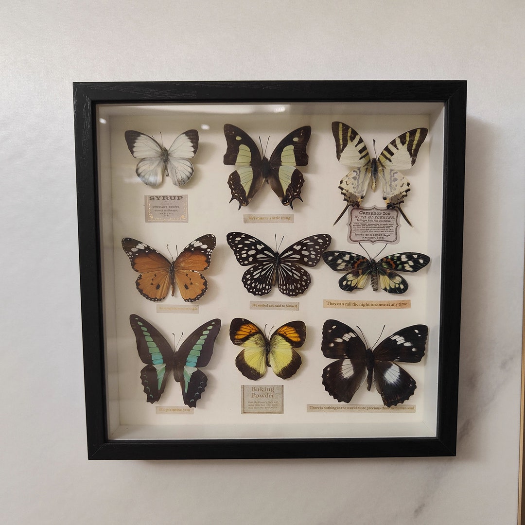 Real Butterfly Specimen Original Butterfly in Frameethically Etsy