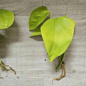 Neon Pothos cuttings (plant)