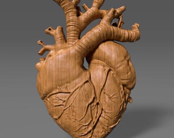 Bajorrelieve 3D de corazón anatómico / Corazón humano STL / Arte mural (Descarga digital)