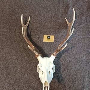 sika deer skull