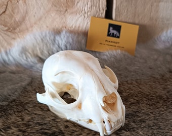 Crâne de lynx