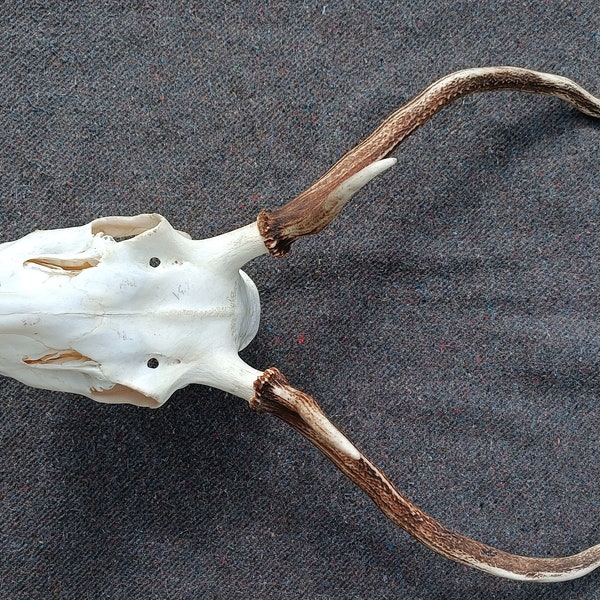 Crâne de cerf 4cors