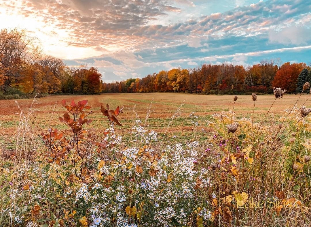Field in the Fall - Digital Download - Etsy