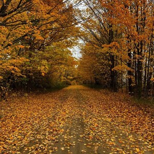 Country Road in Fall - Digital Download