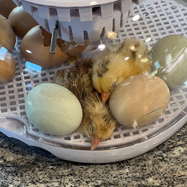 Hatching chicken eggs (10)