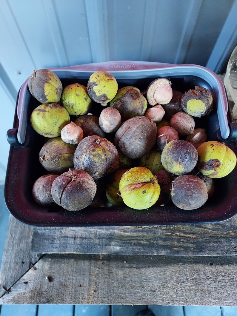 Hickory Nuts Etsy