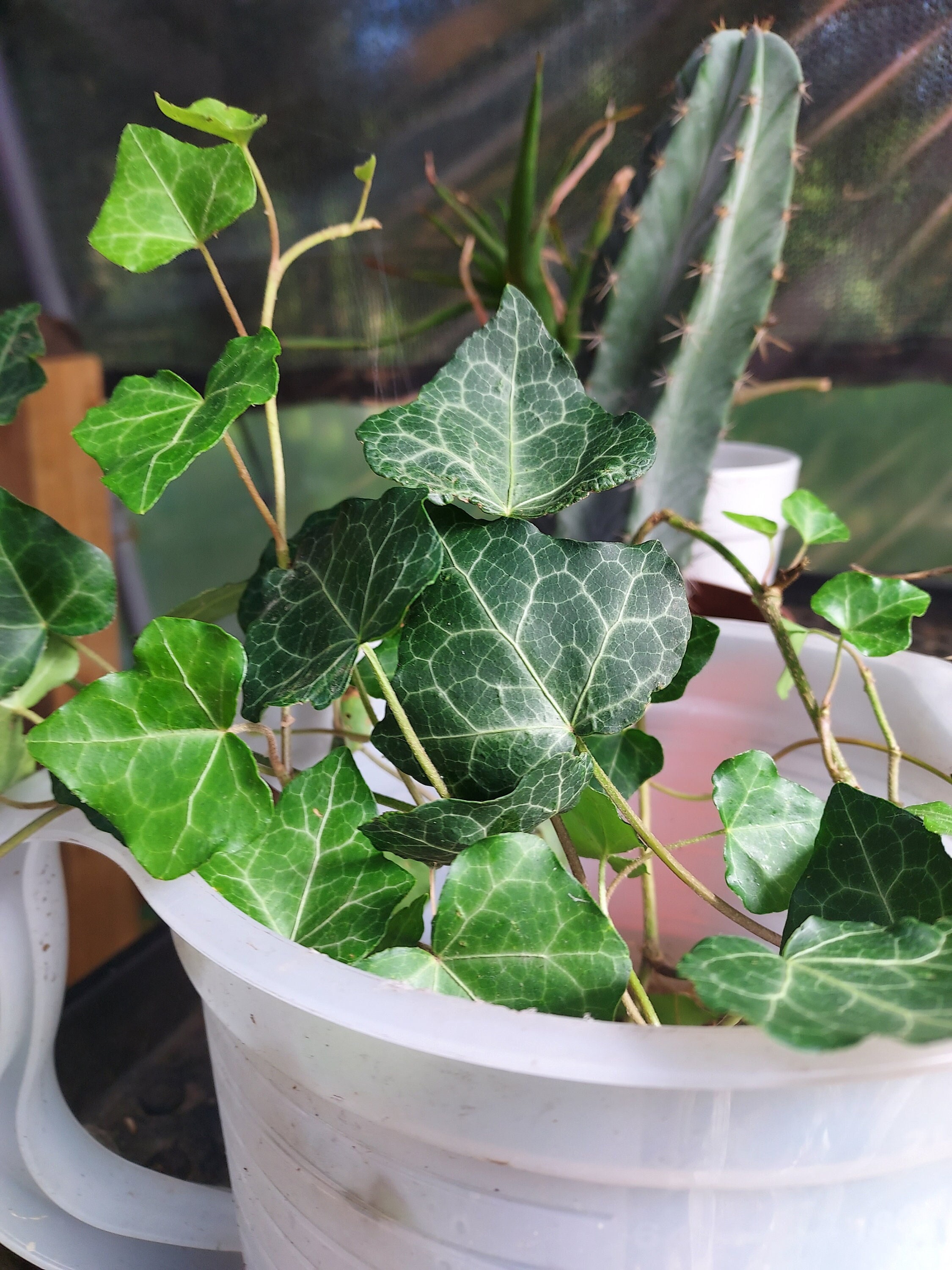 Hedera helix Pittsburgh - English Ivy - Hanging Plants