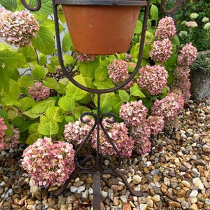 Peut inclure: Un pot de fleurs en terre cuite dans un support décoratif en fer forgé. Le support a une conception de poignée incurvée et une base à trois pieds. Le fond présente des fleurs d'hortensia roses et du feuillage vert.