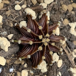 Gymnocalycium friedrichii LB 2178 Thai. form