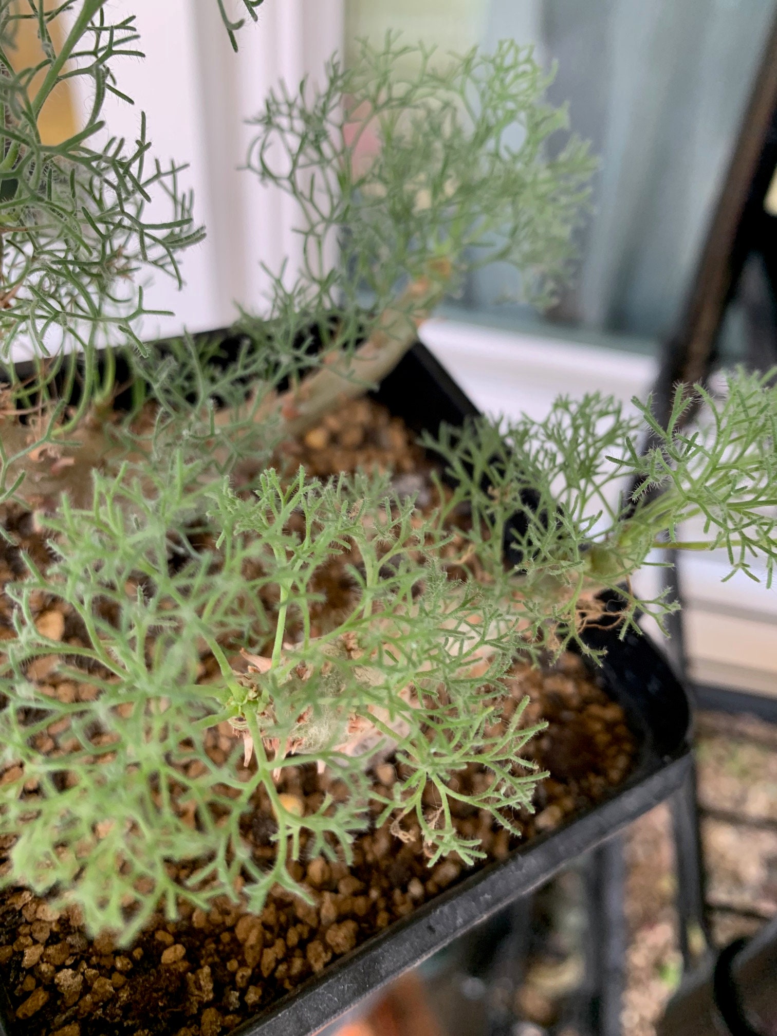 Sarcocaulon peniculinum- Rare -live plant